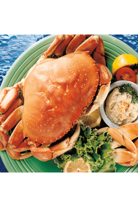 A whole cooked Dungeness crab displayed as a special delicacy.